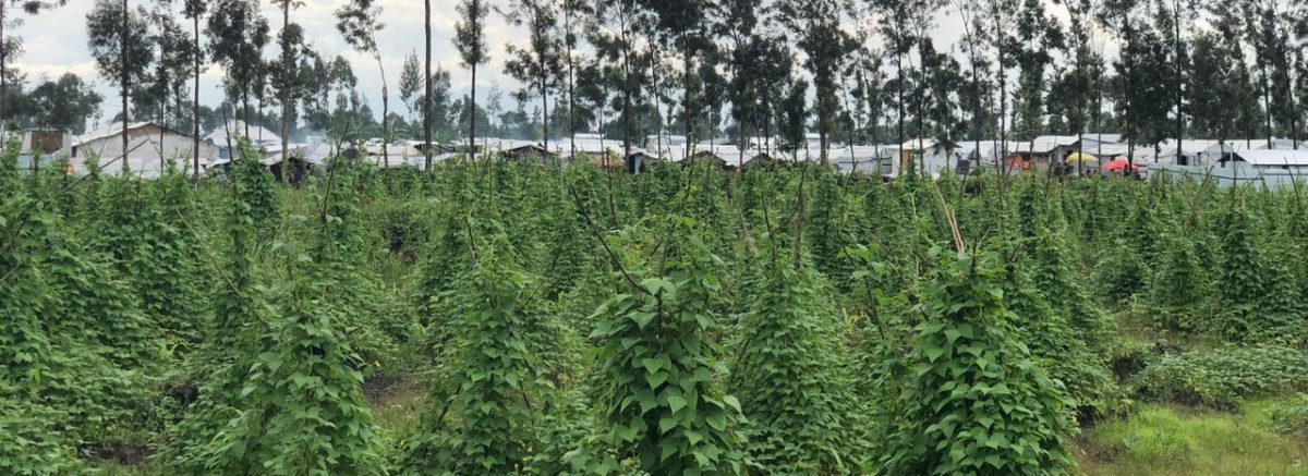 Culture-d haricot-au-sein-du-site-de-CFP-de-Rusayo